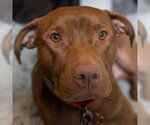 Rhea - Female Labrador Retriever-Unknown Mix Dog for Adoption - Small photo