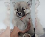 Small Photo #48 Pomsky Puppy For Sale in LOVELAND, CO, USA