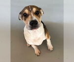 Small #3 Mutt