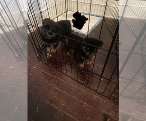 Rottweiler Puppy for sale in RICHMOND, VA, USA