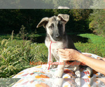 Small #3 German Shepherd Dog