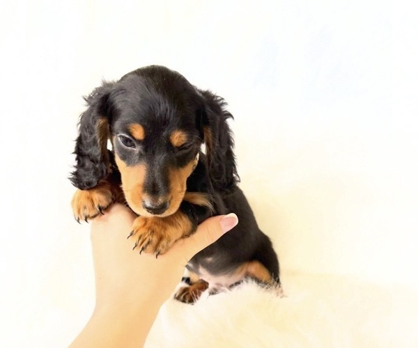 Medium Photo #3 Dachshund Puppy For Sale in DAVIS, CA, USA