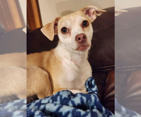 Medium Photo #1 Chihuahua-Unknown Mix Puppy For Sale in Plymouth, MN, USA