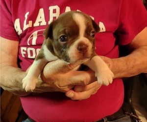 Boston Terrier Puppy for sale in PHENIX CITY, AL, USA