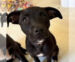 Small #2 American Staffordshire Terrier Mix