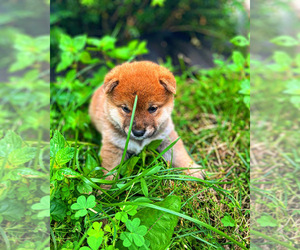 Shiba Inu Puppy for sale in NEW YORK, NY, USA