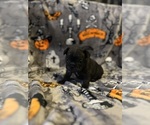 Small #7 French Bulldog
