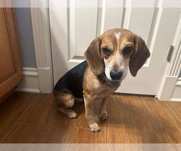 Medium Photo #3 Beagle-Unknown Mix Puppy For Sale in Westwood, NJ, USA