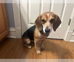 Small #2 Beagle Mix