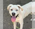 Small #1 American Pit Bull Terrier-Siberian Husky Mix
