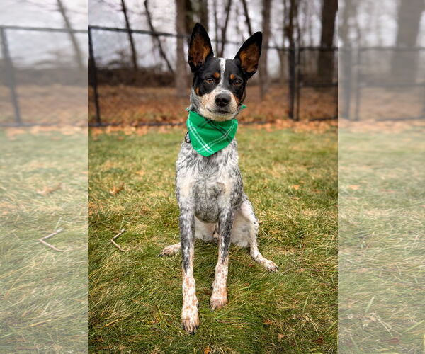 Medium Photo #7 Mutt Puppy For Sale in Garden City, NY, USA