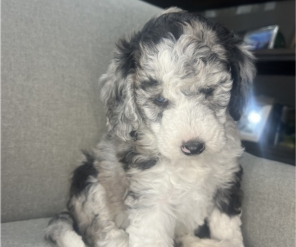 Medium Photo #5 Sheepadoodle Puppy For Sale in HUNTINGTON BEACH, CA, USA