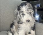 Small #4 Sheepadoodle