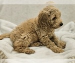 Small Photo #8 Goldendoodle (Miniature) Puppy For Sale in EAGLE MOUNTAIN, UT, USA