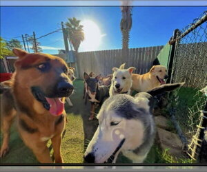Lorenzo - Male German Shepherd Dog-Unknown Mix Dog for Adoption - Photo #6