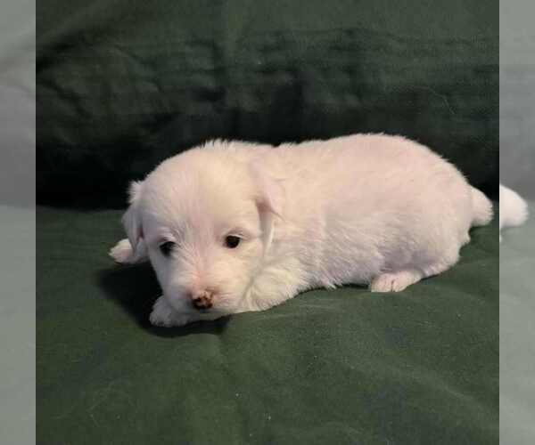 Medium Photo #4 Coton de Tulear Puppy For Sale in TIMBER, OR, USA