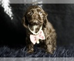 Small Photo #55 Cocker Spaniel Puppy For Sale in WARSAW, IN, USA