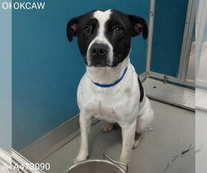 Mutt Dogs for adoption in Oklahoma City, OK, USA