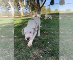 Small Photo #21 Dogo Argentino Puppy For Sale in BEAUMONT, CA, USA