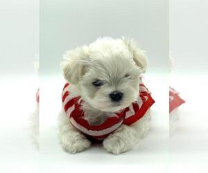 Maltese Puppy for sale in CORAL SPRINGS, FL, USA