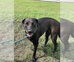 Small #1 Labrador Retriever