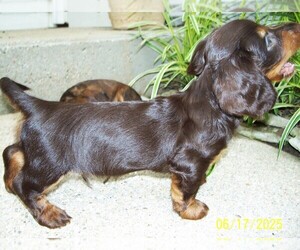 Dachshund Puppy for Sale in MULBERRY GROVE, Illinois USA