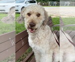 Small #4 Poodle (Standard)-Siberian Husky Mix