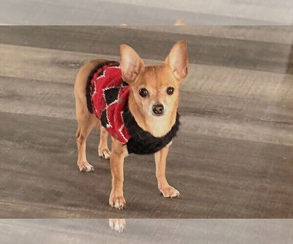 Medium Photo #2 Chihuahua-Unknown Mix Puppy For Sale in Sistersville, WV, USA