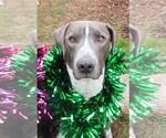 Small #16 American Pit Bull Terrier Mix