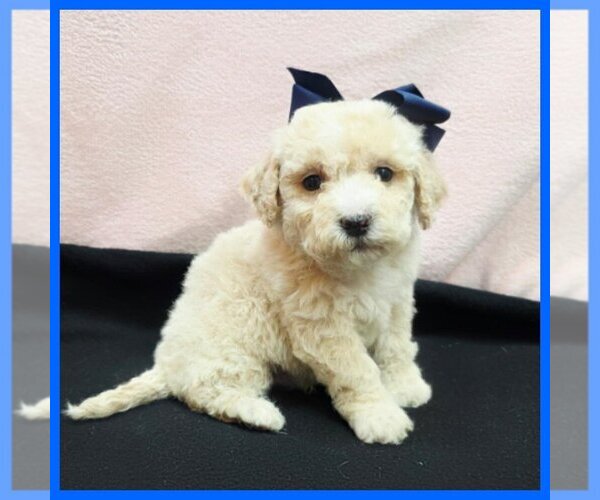 Medium Photo #1 Maltipoo (Toy) Puppy For Sale in TAYLOR, TX, USA