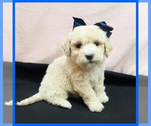 Maltipoo (Toy) Puppy for sale in TAYLOR, TX, USA