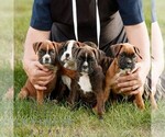 Small #1 Boxer