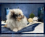 Small Photo #1 Pomeranian Puppy For Sale in VICTORVILLE, CA, USA