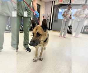German Shepherd Dog Dogs for adoption in Sugar Land, TX, USA