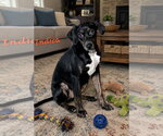 Indica - Female Beagle Dog for Adoption - Small photo