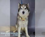 Small Siberian Husky