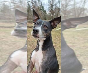 Boston Terrier-Unknown Mix Dogs for adoption in Pittstown, NJ, USA