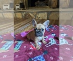 Puppy Puppy 3 Peach French Bulldog
