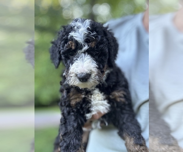 Medium Photo #5 Bernedoodle (Miniature) Puppy For Sale in DENVER, PA, USA