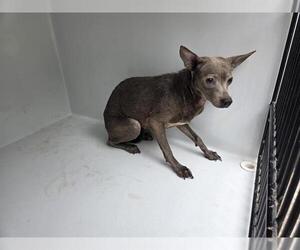 Chihuahua-Unknown Mix Dogs for adoption in Houston, TX, USA