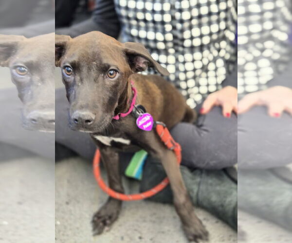 Medium Photo #11 American Pit Bull Terrier-Unknown Mix Puppy For Sale in Minneapolis, MN, USA