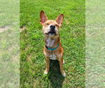 Small #16 Boston Terrier Mix