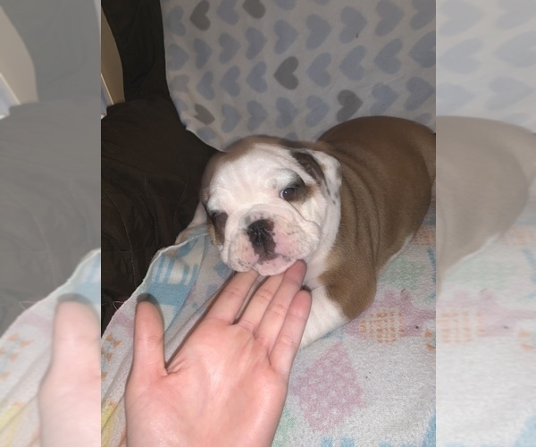 Medium Photo #2 Bulldog Puppy For Sale in FLINT, MI, USA