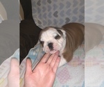 Small Photo #2 Bulldog Puppy For Sale in FLINT, MI, USA