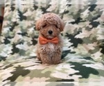 Small Photo #11 Bichpoo Puppy For Sale in LAKELAND, FL, USA