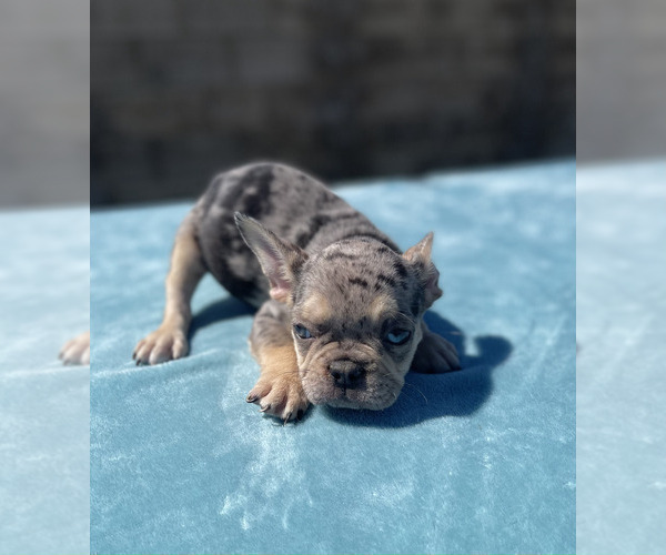 Medium Photo #27 French Bulldog Puppy For Sale in DALLAS, TX, USA