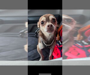 Chihuahua Dogs for adoption in Great Bend, KS, USA