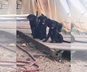 Australian Shepherd-Labbe Mix Puppy for sale in BUNKER, MO, USA