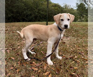Golden Labrador Dogs for adoption in Attalka, AL, USA