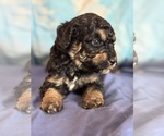 Theodore - Male Bernedoodle (Miniature) Puppy for Sale - Photo #10